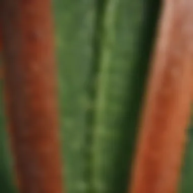 Macro Close-Up of Aloe Vera Leaf Cross-Section Aloe vera leaf cross-section showing gel texture