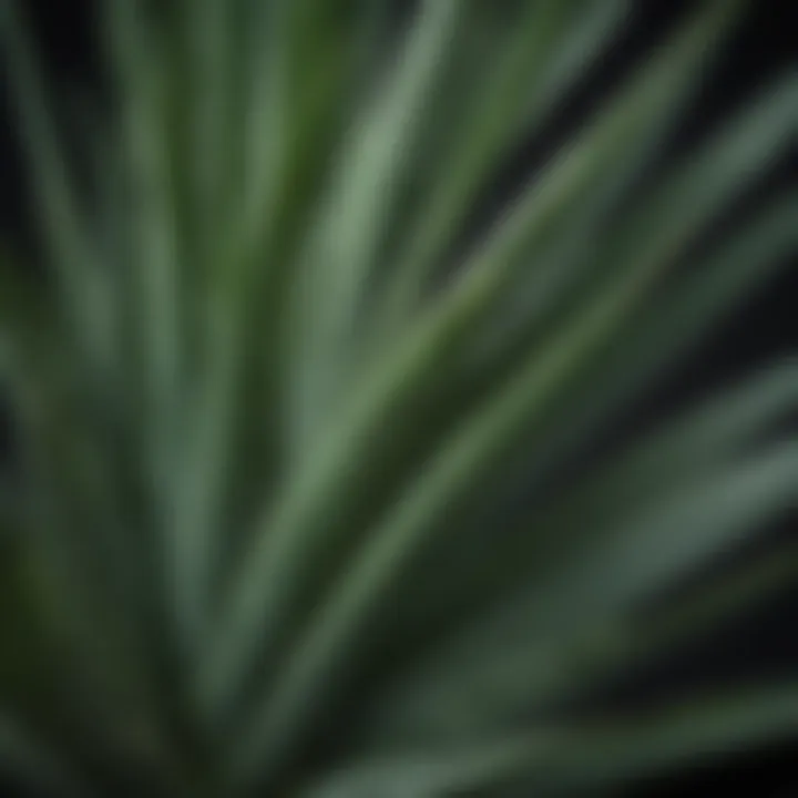 Aloe Vera Leaf Close-Up