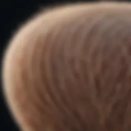 Illustration of hair follicle structure