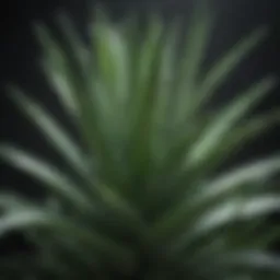 Aloe vera plant with lush green leaves
