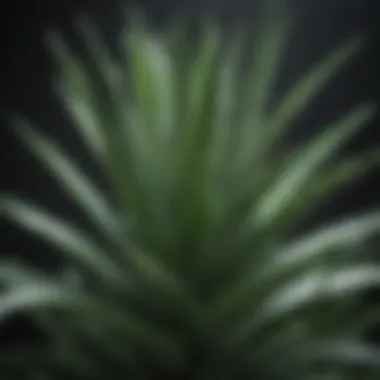 Lush Aloe Vera Plant Aloe vera plant with lush green leaves