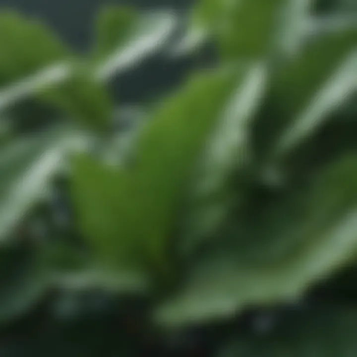 A close-up view of Glossier Herb showcasing its vibrant green leaves.