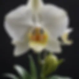 Exquisite Vanilla Orchid Blossom