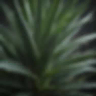 Lush Organic Aloe Vera Plant Leaves Close-Up Organic aloe vera plant leaves