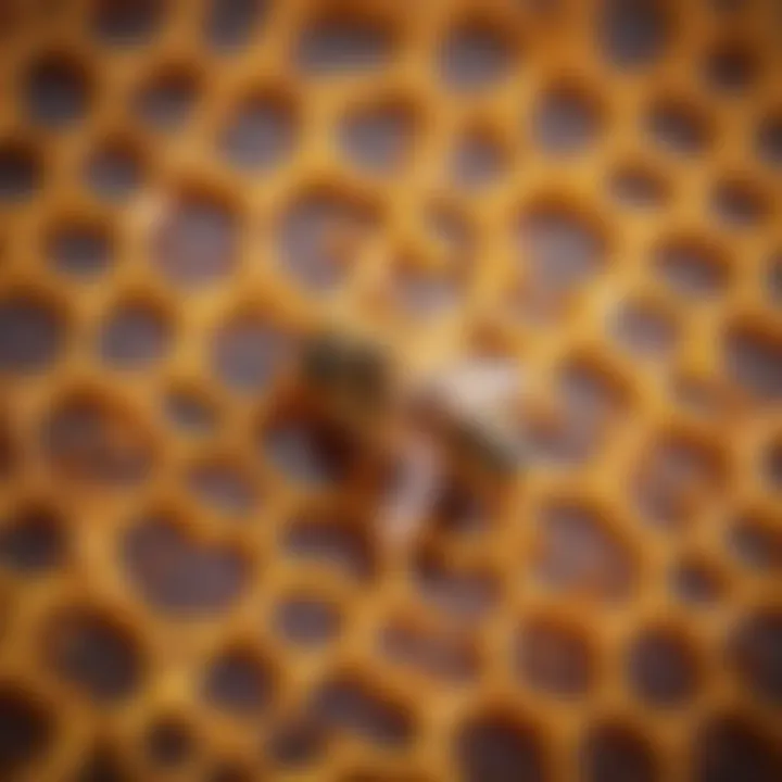 Bee pollen on honeycomb