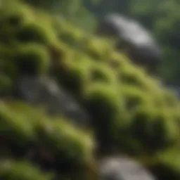 A close-up of vibrant green moss growing on a rocky surface, showcasing its intricate textures.