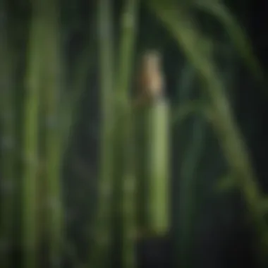 Potent Organic Bamboo Extract Organic Bamboo Extract