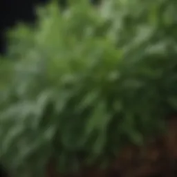 A close-up of vibrant herbs known for promoting hair density