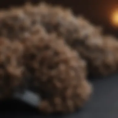 Key Ingredients for Curl Formation Ingredients highlighting natural components beneficial for curls