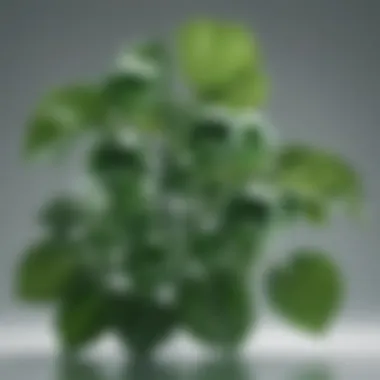 Illustration of chlorophyll molecules with scientific labels denoting benefits