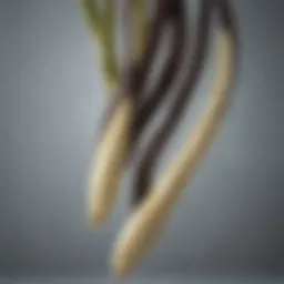 Vanilla Beans - The Essence of Aromatic Elegance